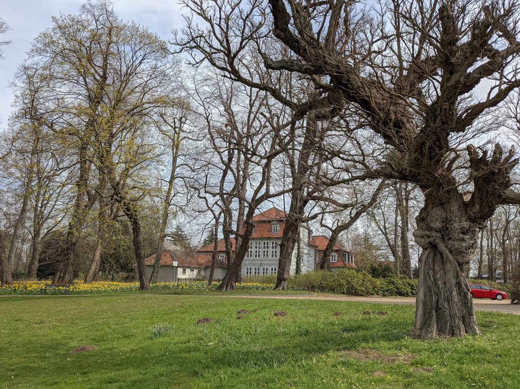 Baum vor Schloss Richmond 1