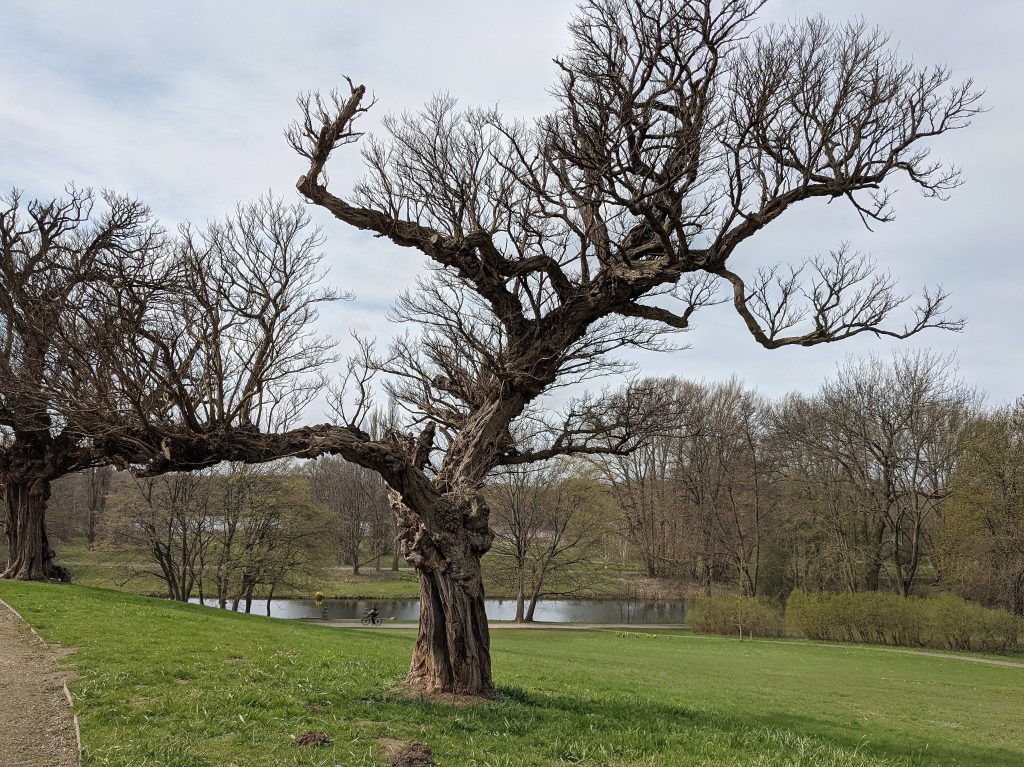 Baum vor Schloss Richmond 1