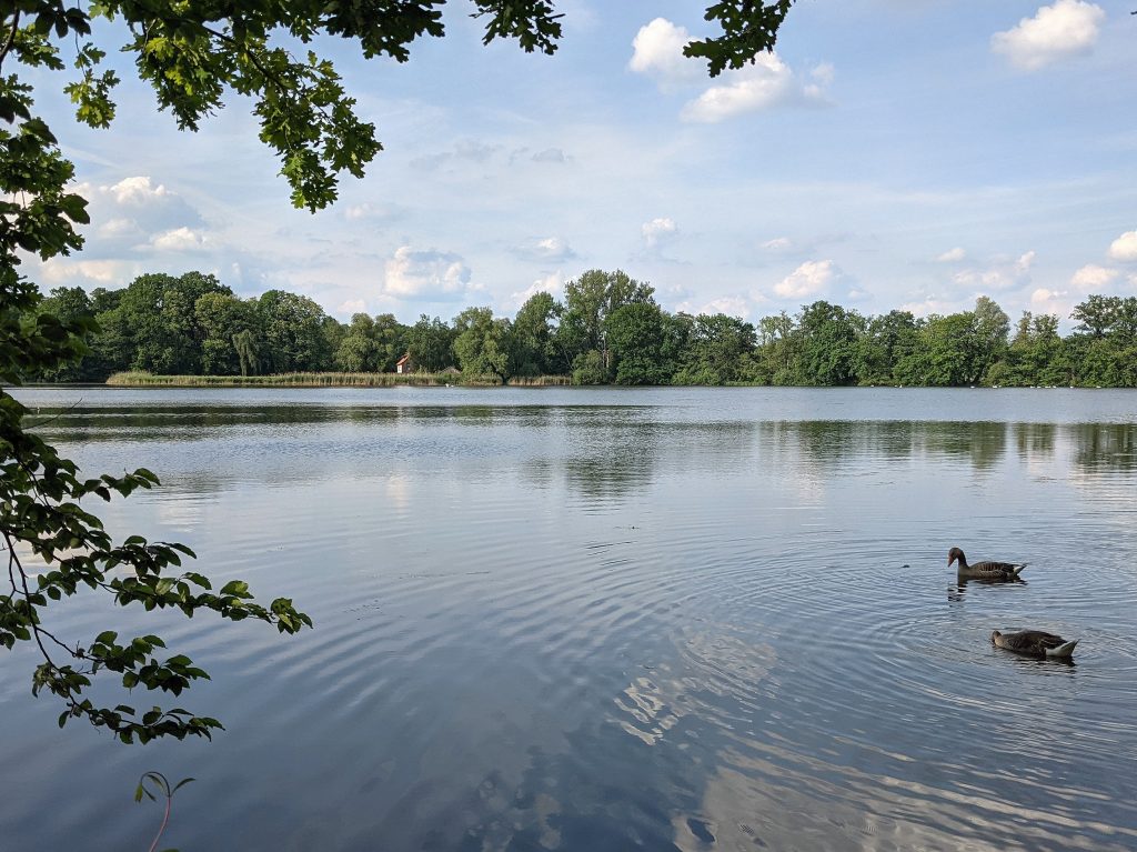 Enten auf Teich