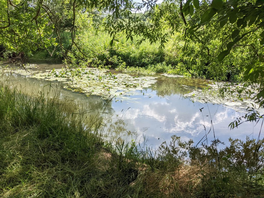 Schunter in Kralenriede 1