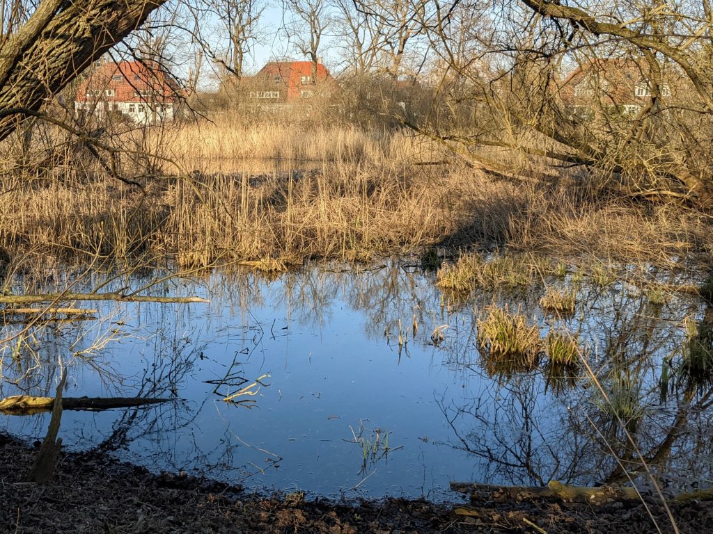 Tümpel am Tafelmakerweg