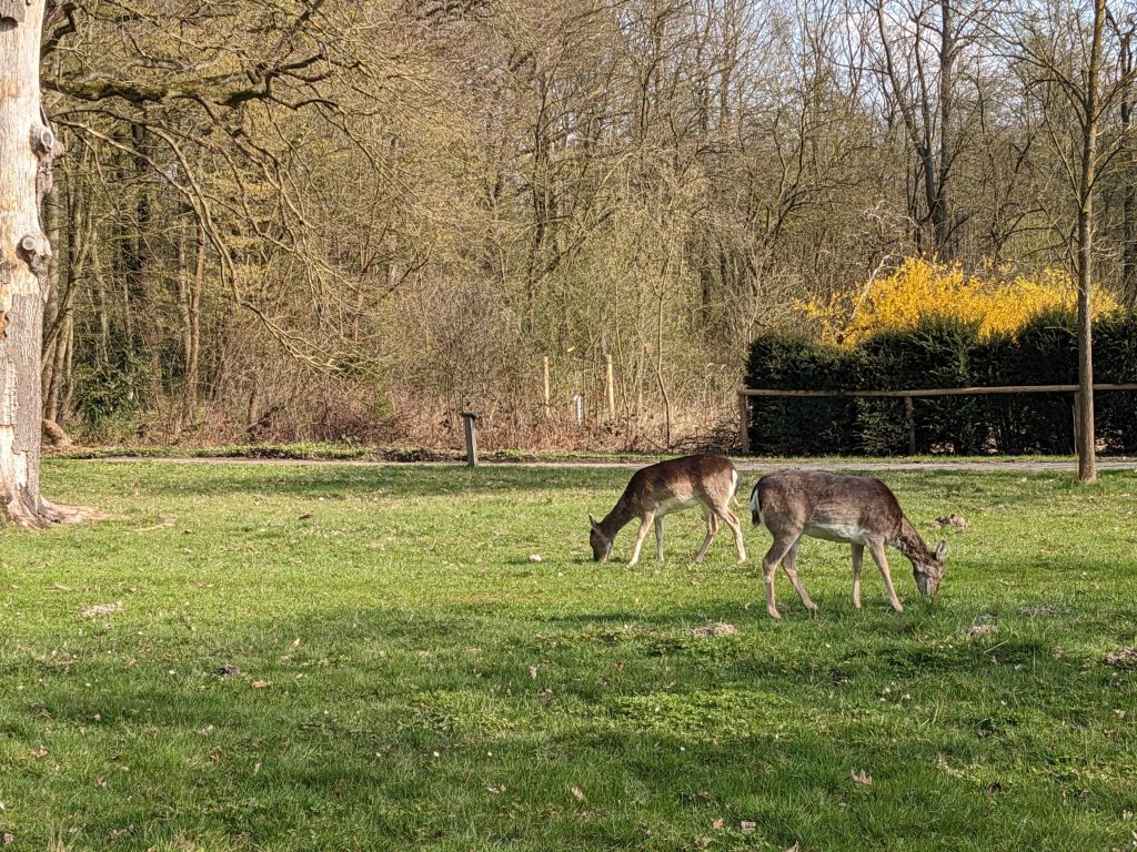 Hirsche im Arboretum