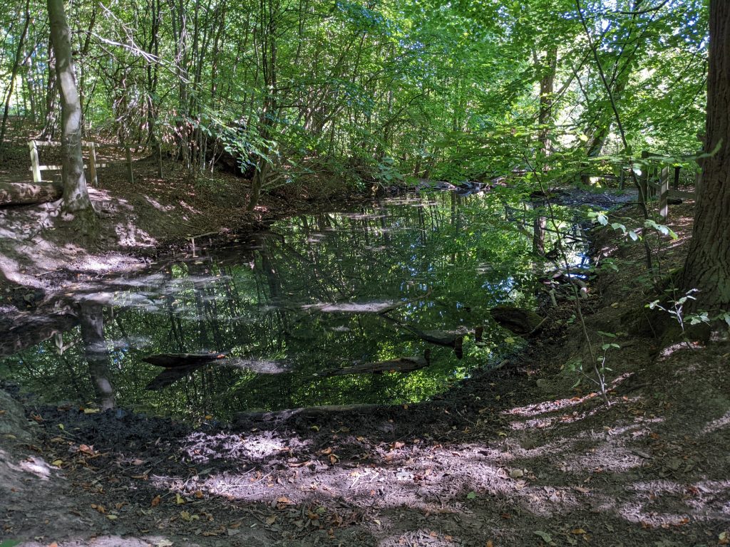 Tümpel an der Lutterquelle