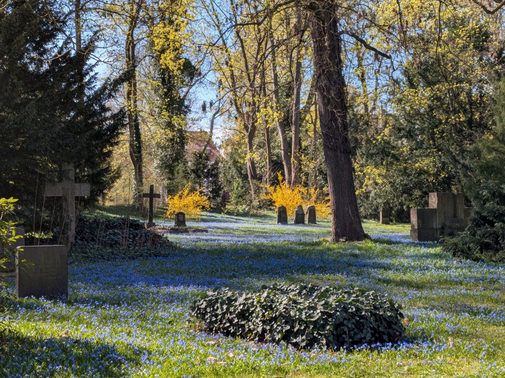 Blausternblüte auf dem Magnifriedhof