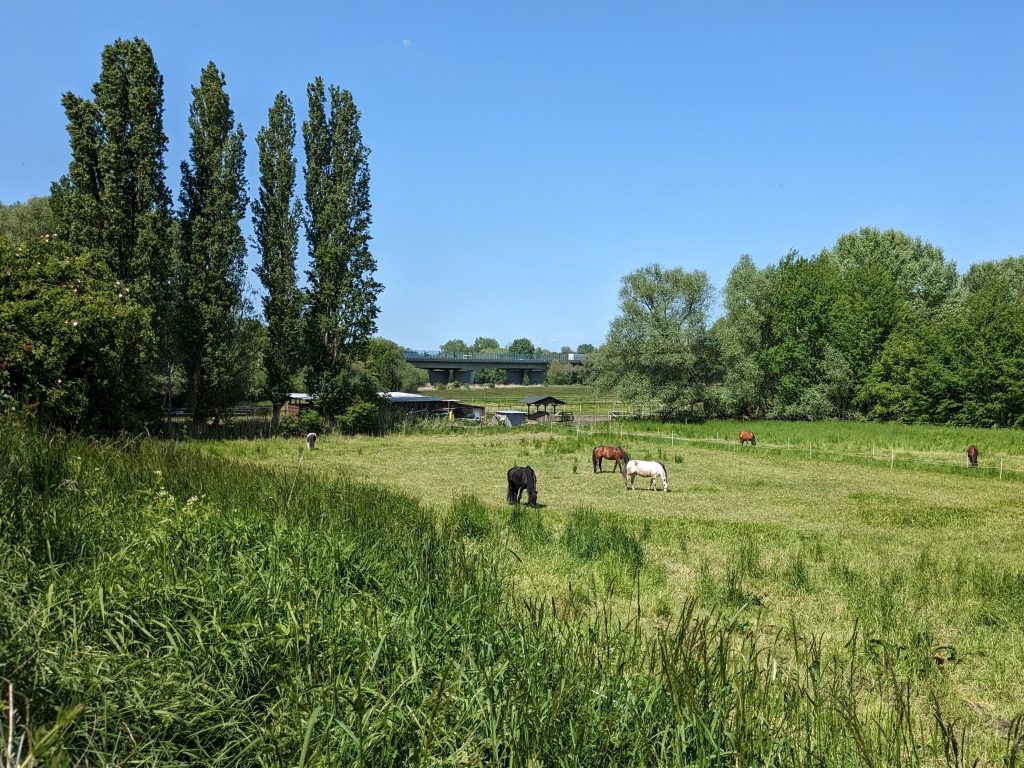 Wiesengrund Mai 2023