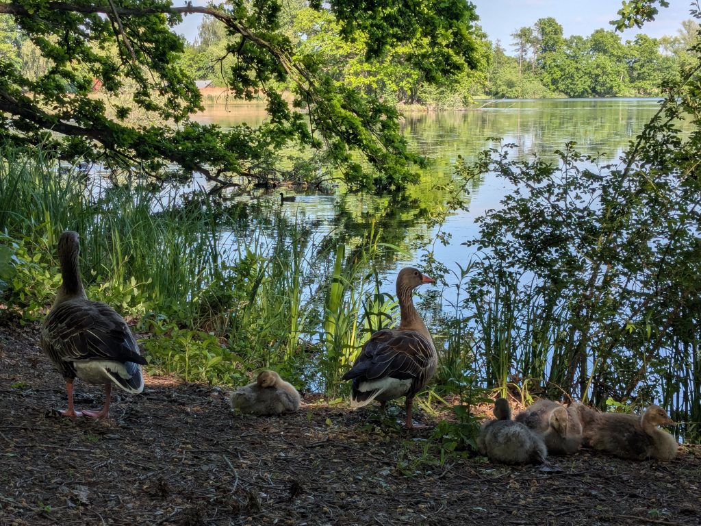 Mittelteich